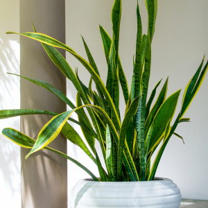 Snake Plant